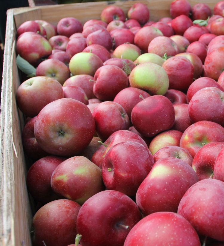 Washington Apples - Half Crate