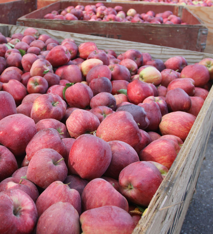 Apples & Pears - Half Crate