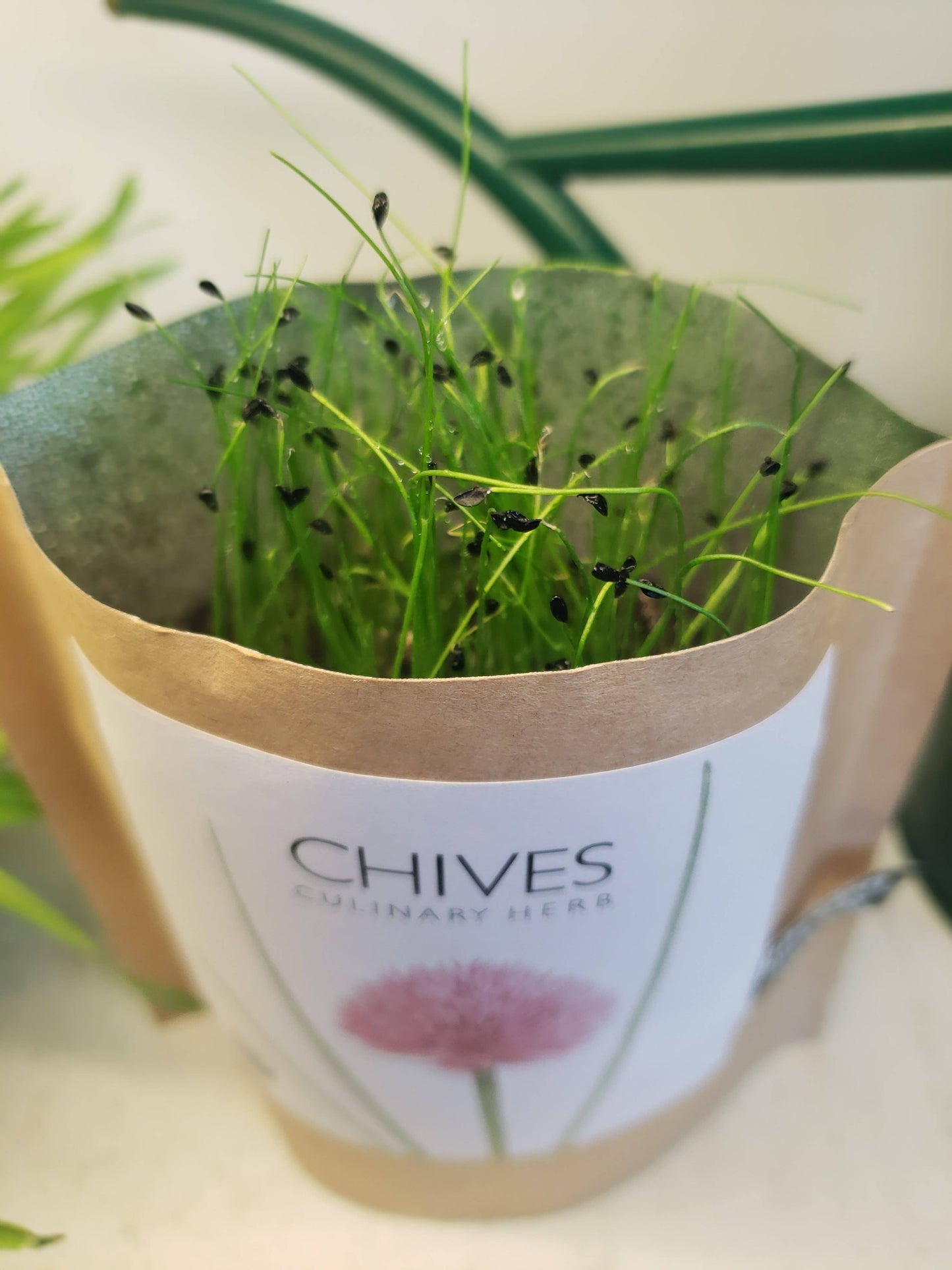 Garden in a Bag | Chives