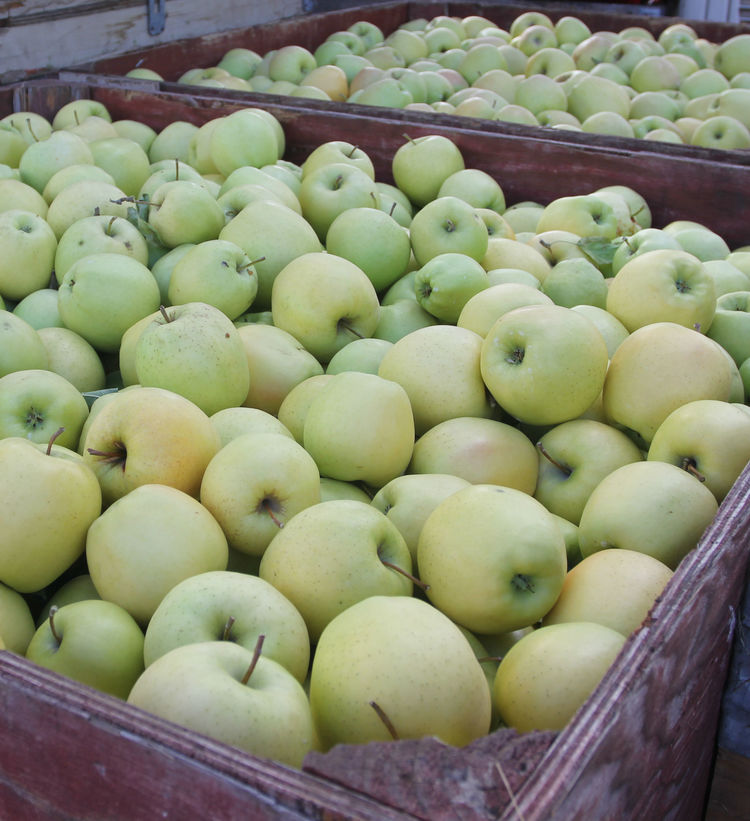 Washington Apples - Half Crate